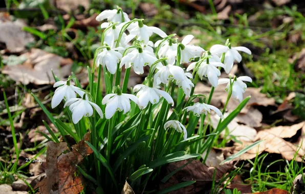 Picture flowers, spring, snowdrops