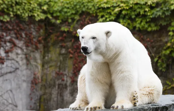 Stone, polar bear, polar