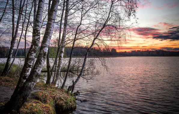 Autumn, forest, trees, sunset, branches, pond, shore, the evening