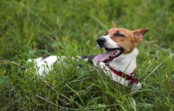 Grass, dog, dog, puppy, walk, Jack, Jack Russell Terrier, Russell