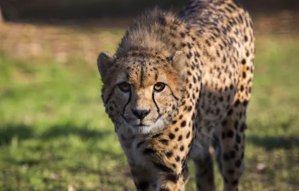 Picture look, face, Cheetah, sneaks