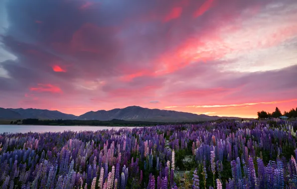 Field, summer, the sky, clouds, light, sunset, flowers, mountains
