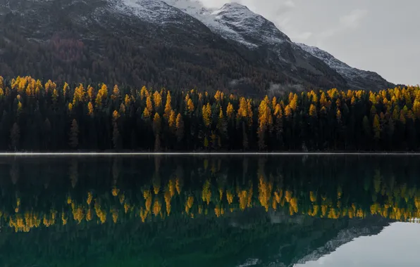Autumn, forest, snow, mountains, lake, reflection, shore, tops