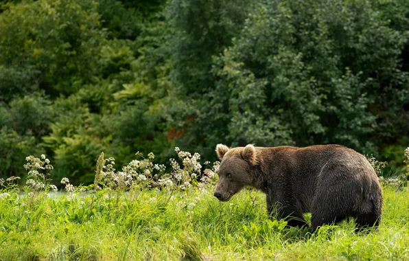 Picture forest, grass, flowers, glade, bear, walk, brown