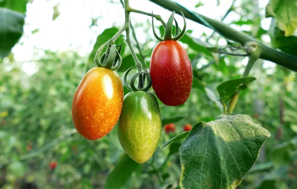 Picture Bush, Tomatoes, Benefit, Greenhouse