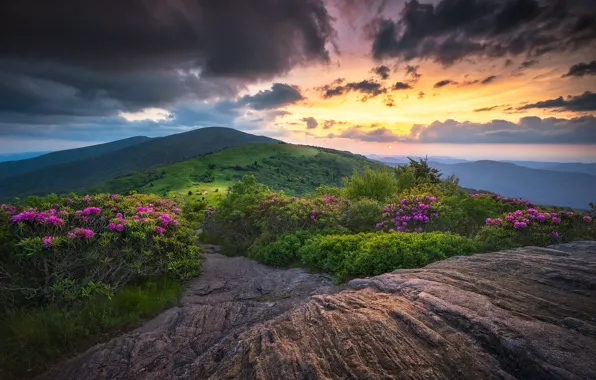 Flowers, mountains, nature