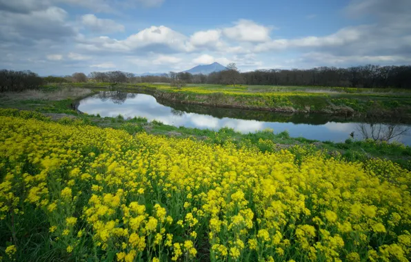 Field, water, clouds, flowers, mountains, nature, reflection, river