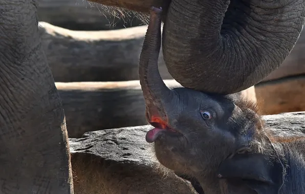 Nature, baby, elephants, elephant