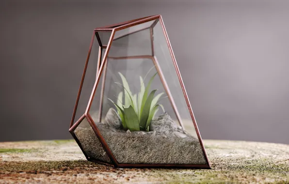 Terrarium in Clear Glass Jar · Free Stock Photo