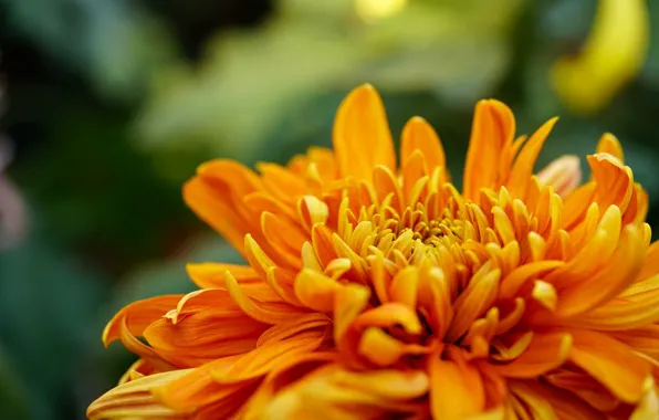 Flower, macro, orange, chrysanthemum