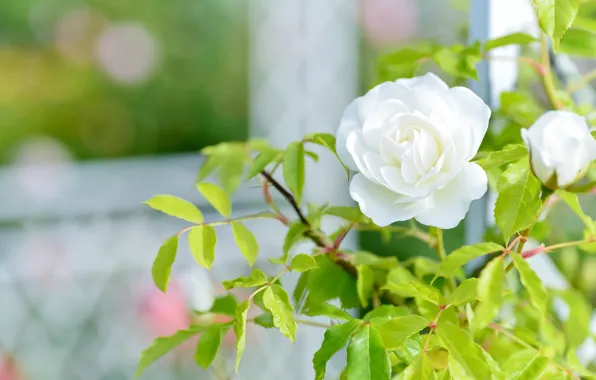 Picture white, leaves, flowers, mesh, roses, garden, window, light background