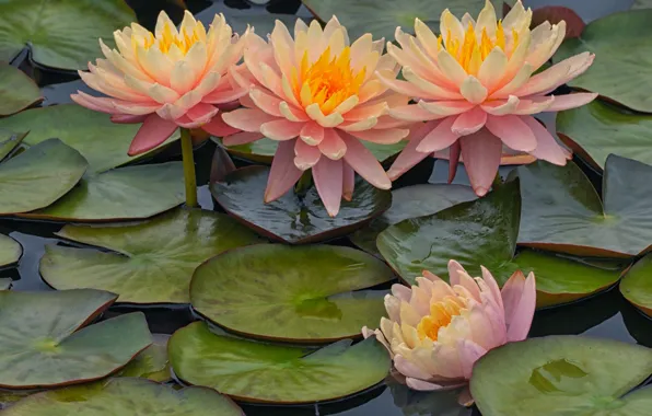 Leaves, flowers, pink, water lilies, pond, water lilies, nymphs