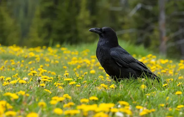 Flowers, bird, Raven, oduvan