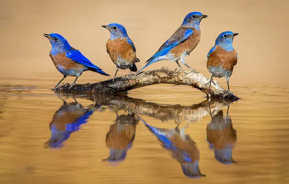 Picture water, nature, bird, beak, Western sialia