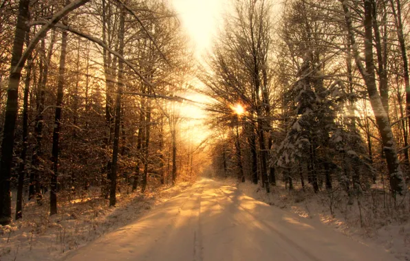 Winter, forest, light, trees