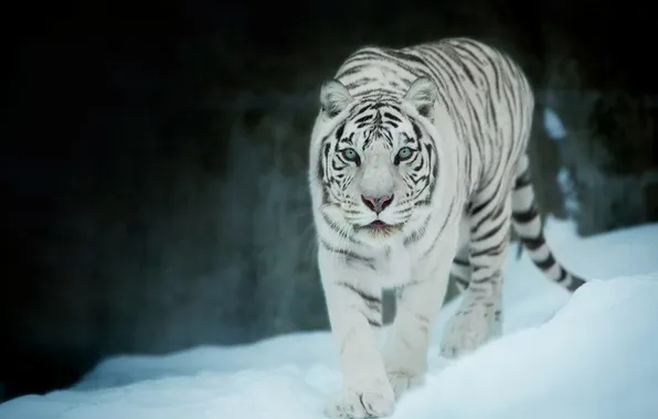 Winter, white, snow, nature, tiger, the dark background, treatment, the snow