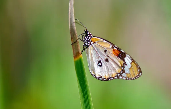 Butterfly, wings, focus, insect, a blade of grass