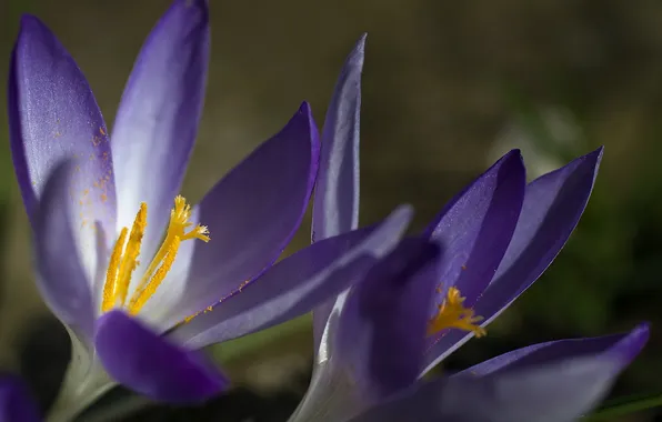 Macro, flowers, nature