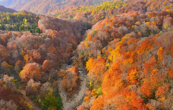 Autumn, forest, trees, mountains, direction