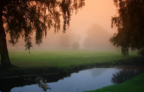 Trees, nature, fog, morning, channel