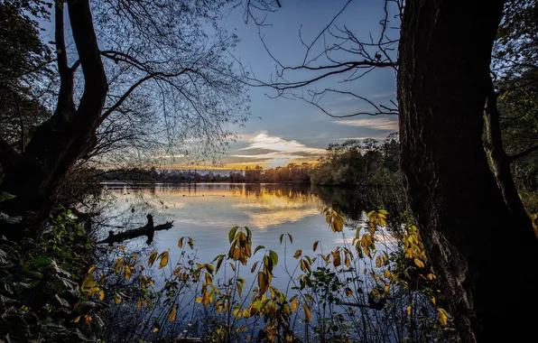 Nature, lake, morning