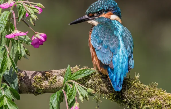 Picture bird, branch, flowers, Kingfisher