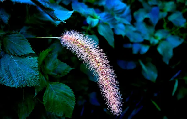 Flower, leaves, blue, pink, plants, fluffy, villi