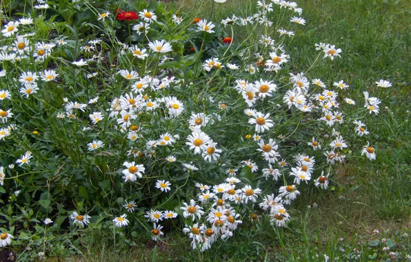 Picture flowers, widescreen, Wallpaper, chamomile, wallpaper, widescreen, background, the Wallpapers