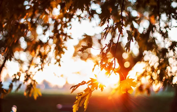 Picture leaves, the sun, tree, bokeh