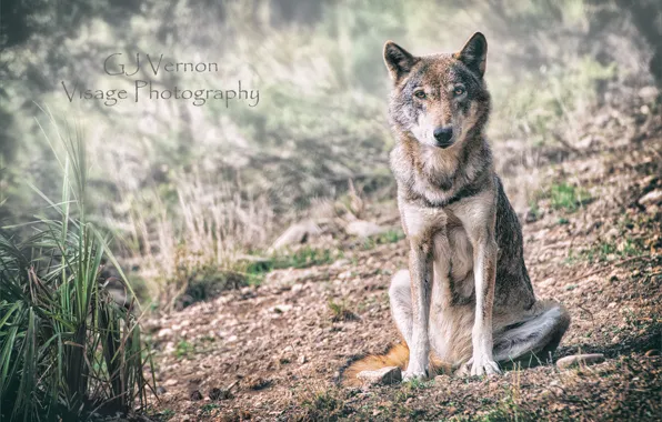 Nature, wolf, GJ-Vernon