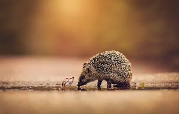 Road, water, background, butterfly, insect, animal, hedgehog, walk