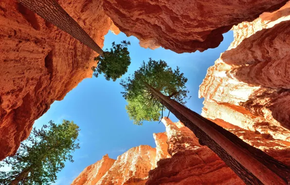The sky, trees, rocks, canyon, gorge, crown, the top