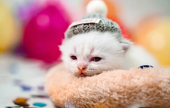 Cat, white, look, balls, pose, kitty, blur, baby