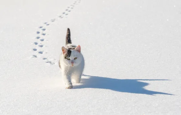 Winter, cat, cat, snow, traces, shadow, cat