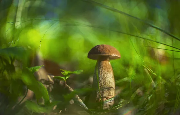 Wallpaper nature, forest, moss, White mushroom, grass