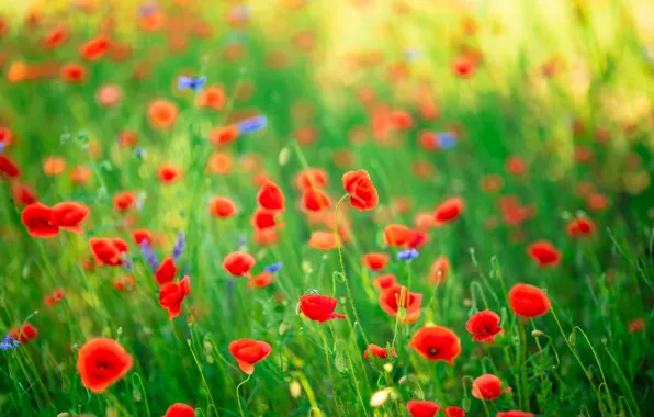 Greens, summer, background, glade, bright, Mac, Maki, meadow