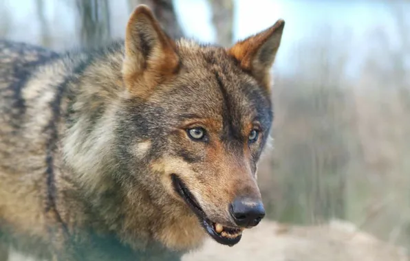 Nature, predator, animal, wolf, wildlife, portrait, portrait., red wolf