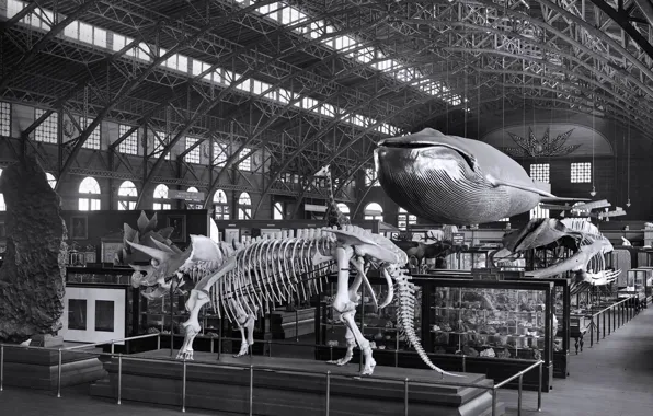 Exhibition, USA, 1904, Smithsonian