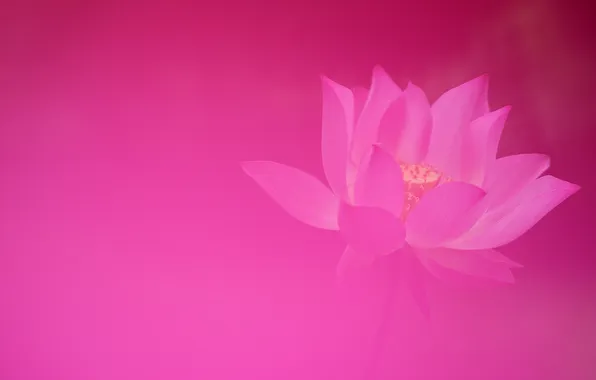 Macro, background, petals, Lotus