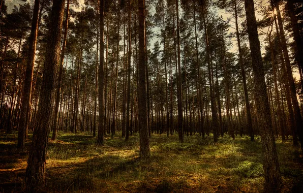 Forest, trees, nature, hdr