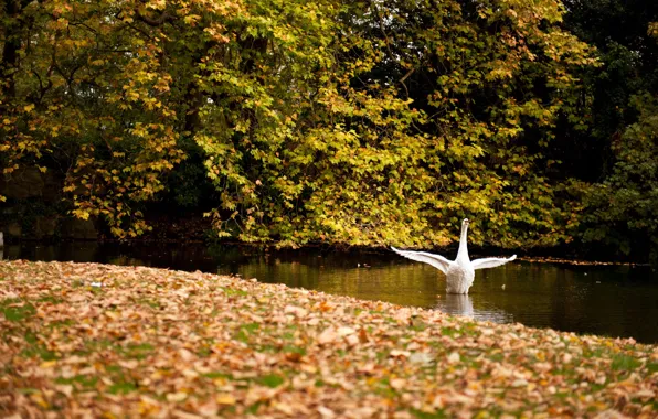 Picture FOREST, WHITE, WINGS, LEAVES, TREES, POND, LAKE, SWAN