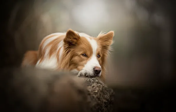 Picture look, stone, dog, bokeh, The border collie