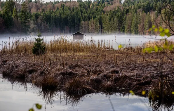 Autumn, hut, Germany, Bayern, haze, Hackensee