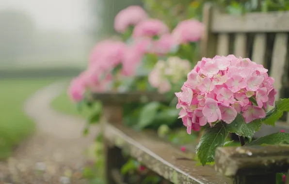 Summer, flowers, bench, Park, rain, blur, garden, shop