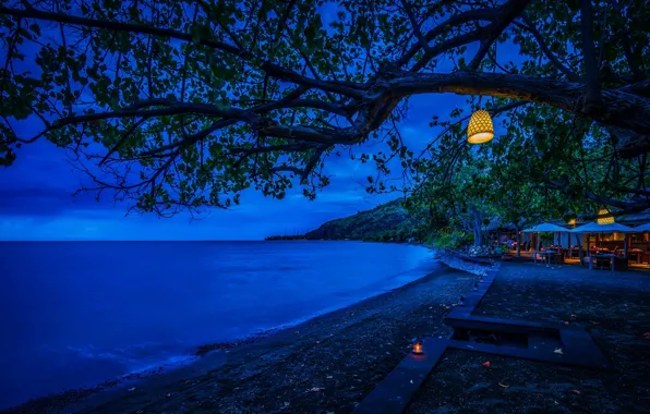 Sea, branches, lights, tropics, tree, coast, foliage, the evening