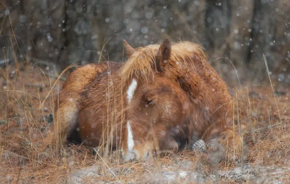 Winter, autumn, forest, grass, snow, horse, stay, horse