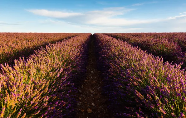 Field, summer, the sky, clouds, flowers, nature, blue, France