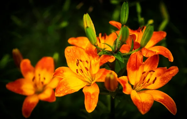 Picture drops, orange, the dark background, Lily, garden, buds