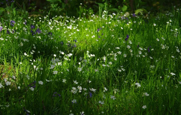 Picture Greens, Nature, Field, Grass, Spring, Flowers, Nature, Grass
