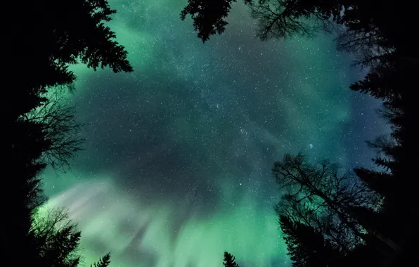 Picture forest, the sky, stars, trees, night, Northern lights